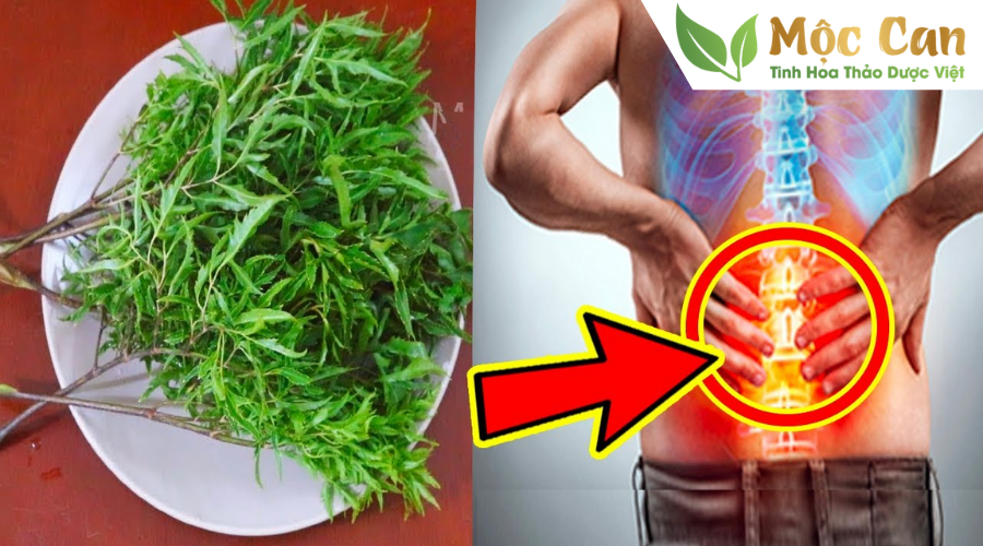 Một số bài thuốc hay từ cây đinh lăng 2